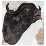 Cape Buffalo Shoulder Mount Taxidermy