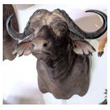 Cape Buffalo Shoulder Mount Taxidermy