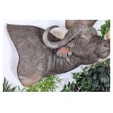Amazing Cape Buffalo Shoulder Mount Taxidermy
