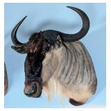 White Bearded Wildebeest Shoulder Mount Taxidermy