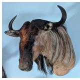 Blue Wildebeest Shoulder Mount Taxidermy