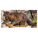 South Pacific Possum Full Body Taxidermy Mount No