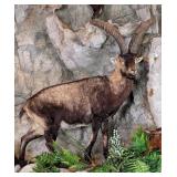Iberian Ibex Full Body Taxidermy Mount No Base