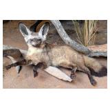 African Bat Eared Fox Full Body Taxidermy Mount