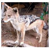 African Black Backed Jackal Full Body Taxidermy Mo