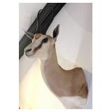 Cape Springbok Shoulder Mount Taxidermy