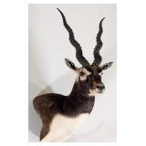 Blackbuck Antelope Shoulder Mount Taxidermy