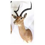 African Impala Shoulder Mount Taxidermy