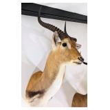 Red Lechwe Shoulder Mount Taxidermy INDIANA RESIDE