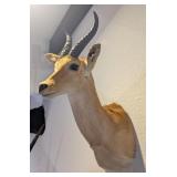 Reed Buck Shoulder Mount Taxidermy