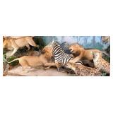 Attacking African Male Lion & Zebra Taxidermy Disp