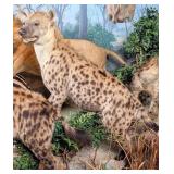 Large Spotted Hyena Full Body Taxidermy Mount No B