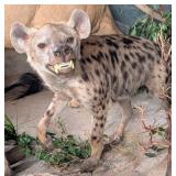 Snarling Spotted Hyena Full Body Taxidermy Mount N