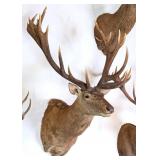 Red Stag Shoulder Mount Taxidermy