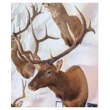 6x6 Elk Shoulder Mount Taxidermy
