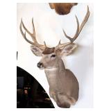 10 Point Mule Deer Shoulder Mount Taxidermy