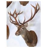 Red Stag Shoulder Mount Taxidermy
