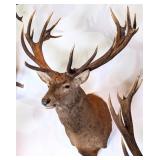 Red Stag Shoulder Mount Taxidermy