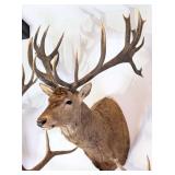 Red Stag Shoulder Mount Taxidermy