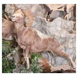 Hangay Argali Full Body Taxidermy Mount No Base IN