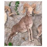 Gobi Argali Full Body Taxidermy Mount No Base INDI