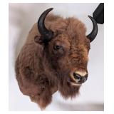 European Bison Shoulder Mount Taxidermy