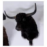 Yak Shoulder Mount Taxidermy
