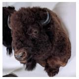 American Bison Should Mount Taxidermy