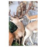 Bellowing Red Stag Full Body Taxidermy Mount on Ro