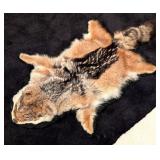 Taxidermy Black Backed Jackal Rug