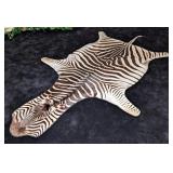 African Zebra Hide Taxidermy Rug w/ Black Carpet B