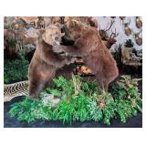 (2) Fighting Romanian Brown Bears Full Body Taxide