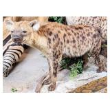 Spotted Hyena Full Body Taxidermy Mount No Base