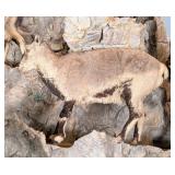 Blue Sheep Full Body Taxidermy Mount No Base