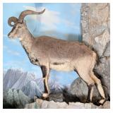 Blue Sheep Full Body Taxidermy Mount No Base