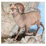 Snow Sheep Full Body Taxidermy Mount No Base