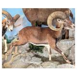 Mouflon Ram Full Body Taxidermy Mount No Base