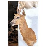 Roe Deer Shoulder Mount Taxidermy