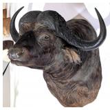 Cape Buffalo Shoulder Mount Taxidermy w/ Large Bos