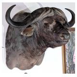 Cape Buffalo Shoulder Mount Taxidermy