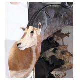 Scimitar Horned Oryx Shoulder Mount Taxidermy INDI