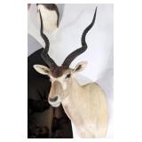 Addax Antelope Shoulder Mount Taxidermy INDIANA RE