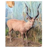 Sitatunga in Water Full Body Taxidermy Mount No Ba