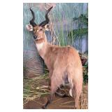 Sitatunga in Water Full Body Taxidermy Mount No Ba