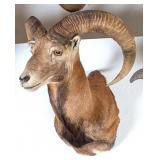 Mouflon Ram Shoulder Mount Taxidermy