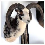 Jacob's Three Horn Sheep Shoulder Mount Taxidermy