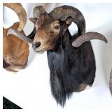 Black Hawaiian Ram Shoulder Mount Taxidermy