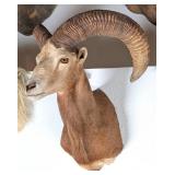 Mouflon Sheep Shoulder Mount Taxidermy
