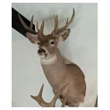 8-Point Whitetail Deer Shoulder Mount Taxidermy