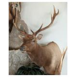 5x5 Bull Elk Shoulder Mount Taxidermy